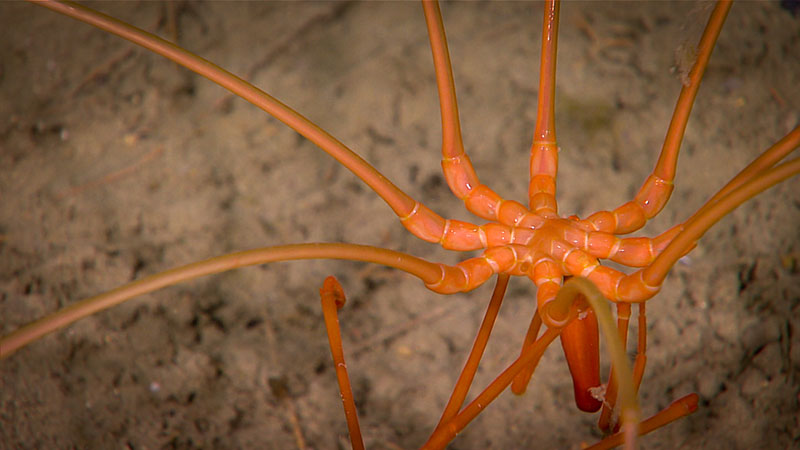 This large pycnogonid or sea spider was imaged at 1,122 meters (about 3,681 feet) during Dive 12 of the Windows to the Deep 2018 expedition. Sea spiders are more closely related to spiders on land than the arthropods of the deep. They use their proboscis to suck up fluids of an organism they are eating. You can view that behavior is this highlight video.