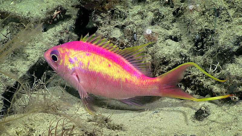 This Anthias woodsi swallowtail bass was imaged during Dive 13 of the Windows to the Deep 2018 expedition.