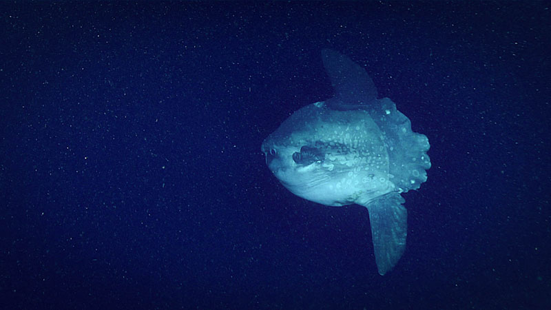 This <em>Mola mola</em>, or ocean sunfish, was imaged for the first time during this Windows to the Deep 2018 expedition during Dive 13 at a depth of around 336 meters (1,102 feet).