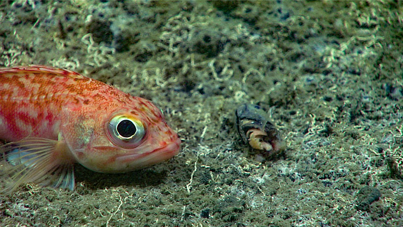 This blackbelly rosefish laying next to a fish head, prior to eating it, was observed at 334 meters (1,096 feet) during Dive 14 of the Windows to the Deep 2018 expedition. The scientists hypothesized that these fish heads once belonged to midwater fish that the schooling squids (Illex sp.) were feeding on.