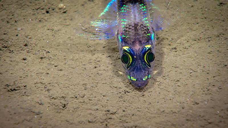 Greeneye fish