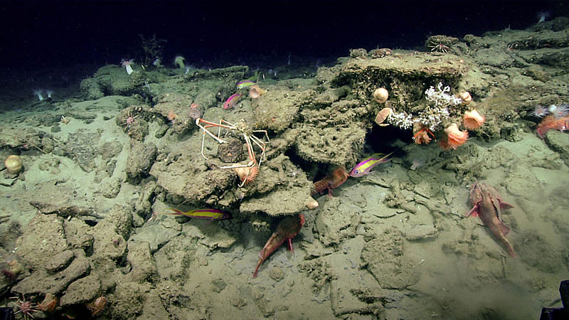 The feature discovered at the “Big Dipper” anomaly was in fact rocky habitat that was home to a number of fish, crabs, anemones, and coral.