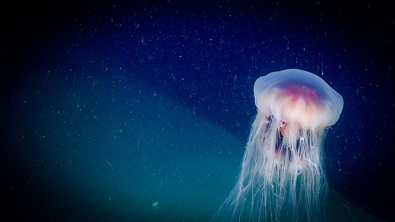 This species of jelly was seen throughout the dive and during the 500 meter water column transect of Dive 15 for the Windows to the Deep 2018 expedition.