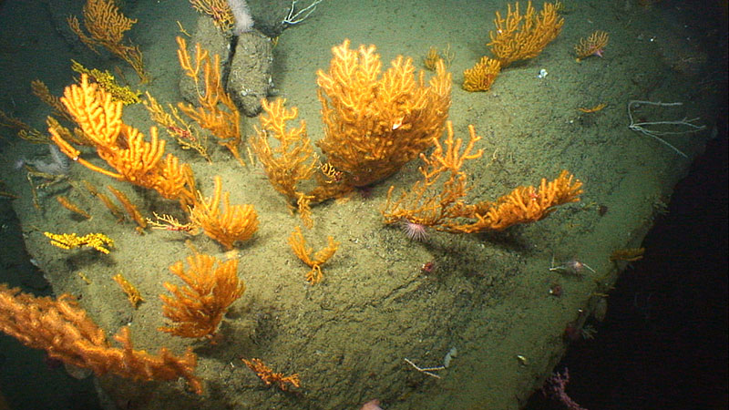 A cluster of deepwater corals grows on hard substrate exposed on the western wall of Oceanographer Canyon.