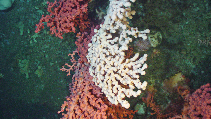 The bubblegum coral Paragorgia arborea growing on a boulder in the Northeast Channel.