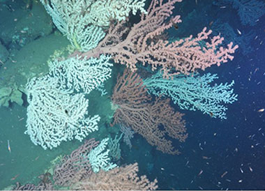 Beautiful coral gardens, dominated by the bubblegum coral <em>Paragorgia arborea</em>, were observed in Heezen Canyon (left) in U.S waters and Corsair Canyon on the Canadian side of the border.
