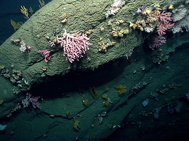 A rock face in Hydrographer Canyon hosts a diverse deep-sea coral habitat including octocorals (soft corals and sea fans) and cup corals.