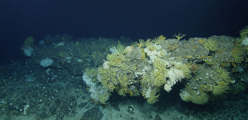 Seamount summit coral community from the Anegada Passage area. Rocky, reef-like assemblages covered with hard corals (<em>Madracis</em> sp. and <em>Madrepora</em> sp.) often find abundant hard substrate on current-swept seamount summits.