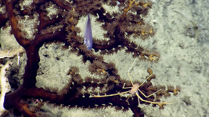 A hard coral (<em>Dendrophyllia</em> sp.) from the area around Navassa Island in the U.S. Caribbean. Deepwater corals provide habitat for associated species like fishes and invertebrates.