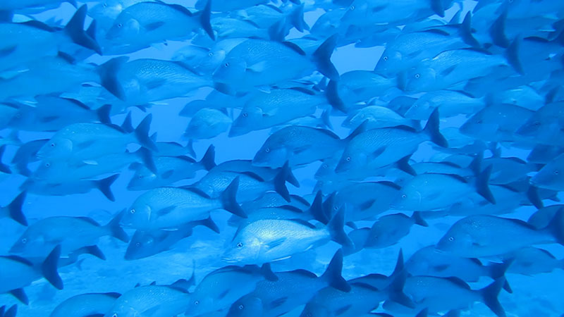 Spawning aggregation of yellowfin grouper (Mycteroperca venenosa) located at the Grammanik Bank off the southern coast of St. Thomas, U.S Virgin Islands. Image courtesy of Richard Nemeth, University of the Virgin Islands.