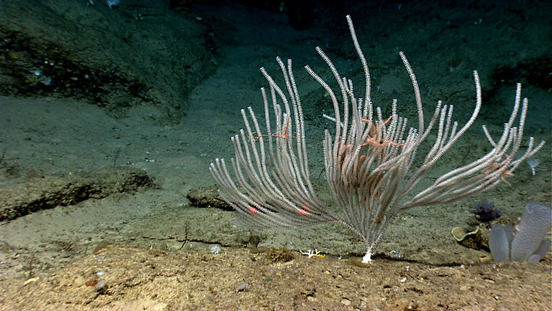 The Océano Profundo 2018 expedition will explore vulnerable habitats of interest to resource managers and scientists such as deep-sea coral and sponge habitats off Puerto Rico and the U.S. Virgin Islands, which are some of the least known in U.S. waters of the Atlantic Ocean.