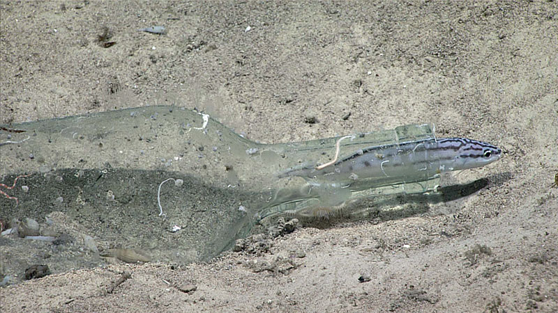 Una botella de vidrio sirve como hábitat para este peque˜o pez conocida como brótula rayada de la especie Neobythites marginatus.