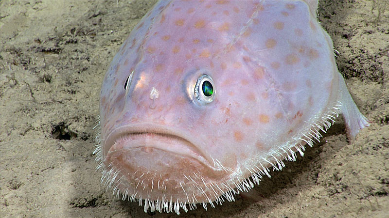 Toadfish (Chaunax sp.) imaged during dive 2 of the Océanos Profundo 2018 expedition.