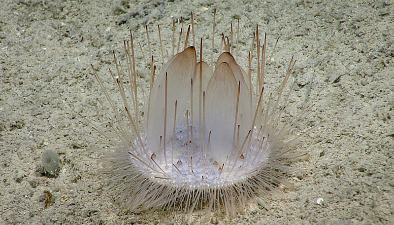 Pancake urchin (<em>Phormosoma</em> sp.) imaged during Dive 2 of the Océanos Profundo 2018  expedition.