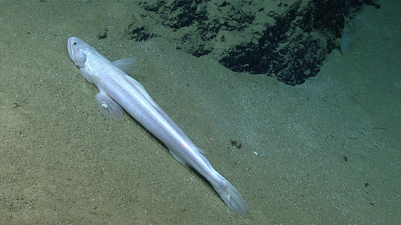 We saw two very large (>1 meter) <em>Bathysaurus</em> sp. fish throughout the dive, including this individual with parasitic amphipods on its caudal and pectoral fins.