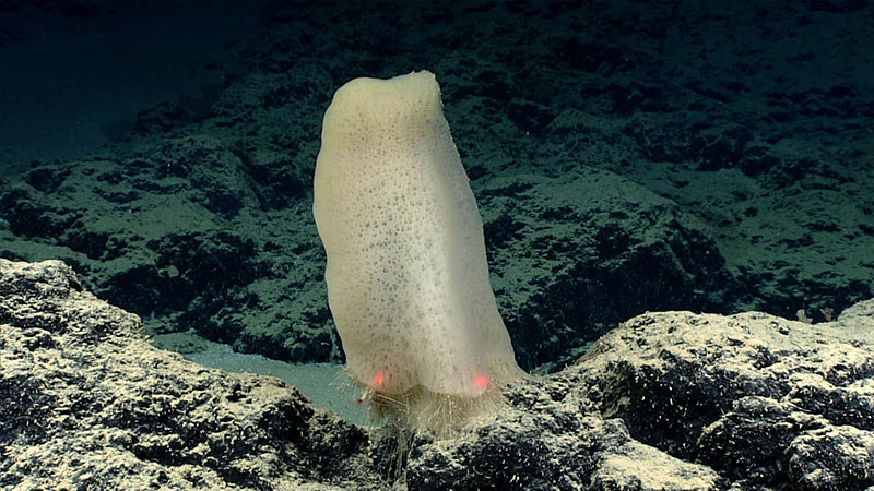 Esponja de vidrio a una profundidad de 3400 m. Esta esponja se ve muy similar a Poliopogon cf. amadou, una especie que aún no ha sido reportada del Caribe. Pudimos recolectar una muestra de esta esponja, la cual puede representar una extensión sustancial del rango de esta especie.