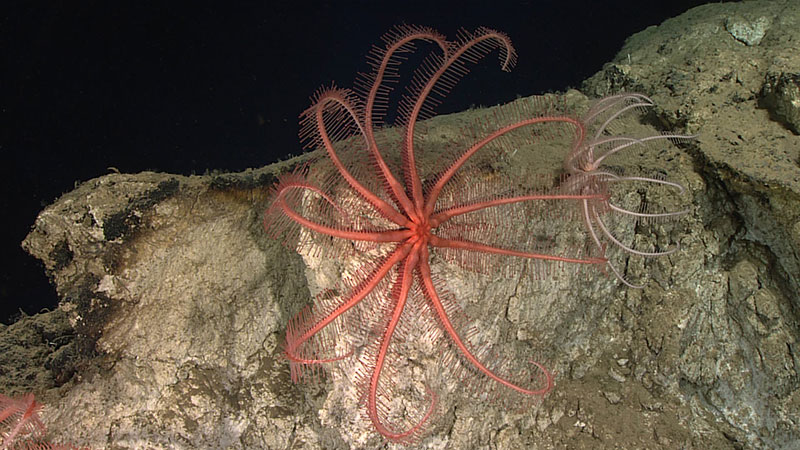 Los equinodermos fueron los animales más abundantes durante la inmersión, y las estrellas de mar de la familia Brisingidae fueron las más comunes entre ellas.