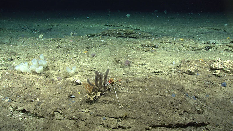 Uno de los avistamientos más notables del buceo 13 fue este erizo que estaba en el proceso de alimentarse de un coral negro. Los corales negros se encuentran predominantemente en aguas profundas y se sabe muy poco sobre su ecología básica, incluyendo cuales son sus depredadores.