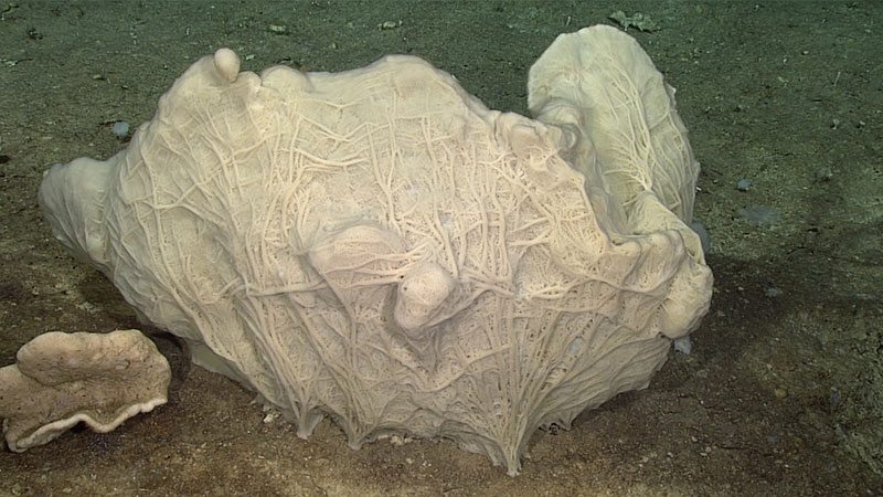 This demosponge (Phakellia sp.) was one of the largest sponges seen on Dive 13. Demosponges were the most common group of sponges seen on today’s dive. Most of these were, however, rather small in size.