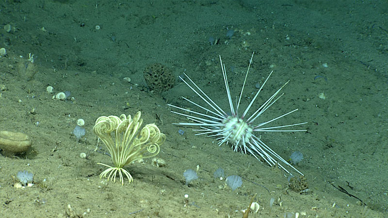 Las esponjas y los equinodermos fueron la principal fauna observada durante la inmersión número 16.