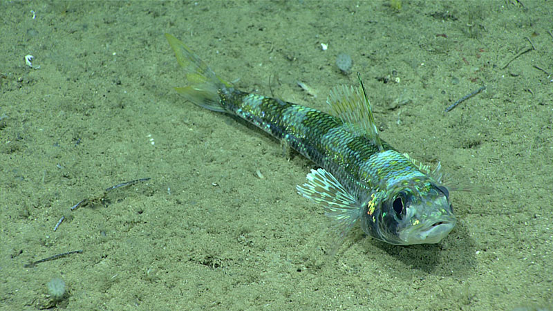 Yellowfish flagfish Aulopus filametosus seen during Dive 14. This is the first time we have encountered this species on this expedition. Fishermen targeting deepwater snappers and groupers report frequently catching this species.