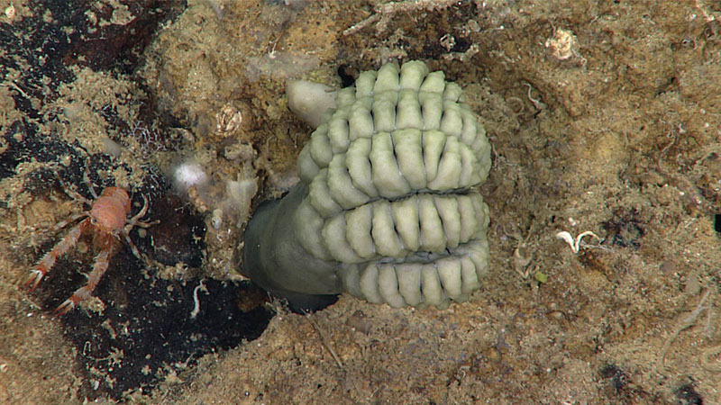 The distinctive Halopus sp. crinoid was commonly encountered during the dive.