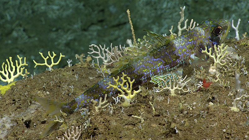 Yellowfish flagfish Aulopus filametosus seen next to patch of small stylasterid corals.