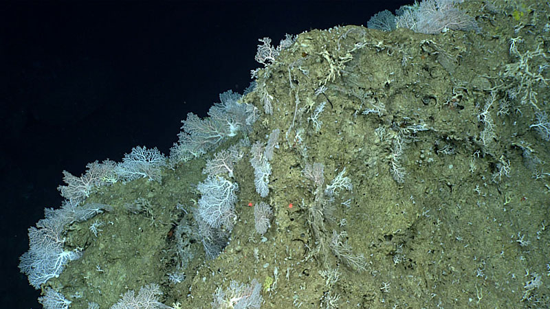 Stylaterid corals were by far the most abundant corals on today’s dive.