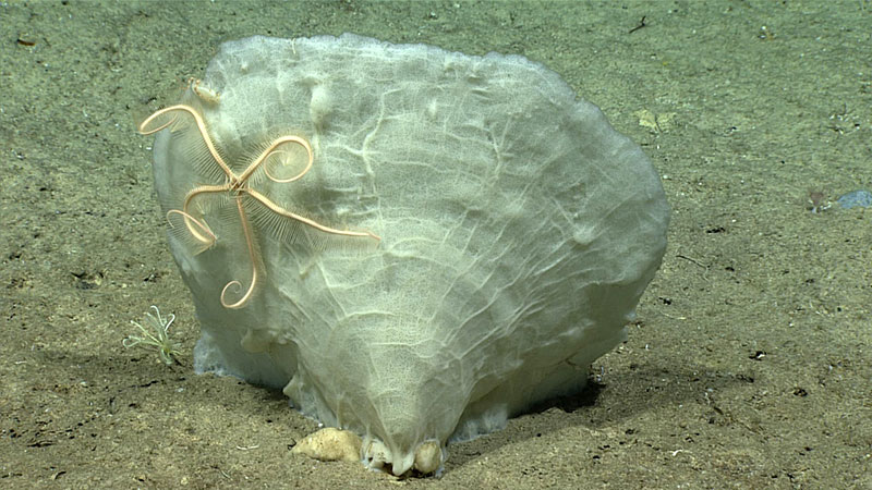 Phakellia sp. sponge with commensal brittle star seen during Dive 16.