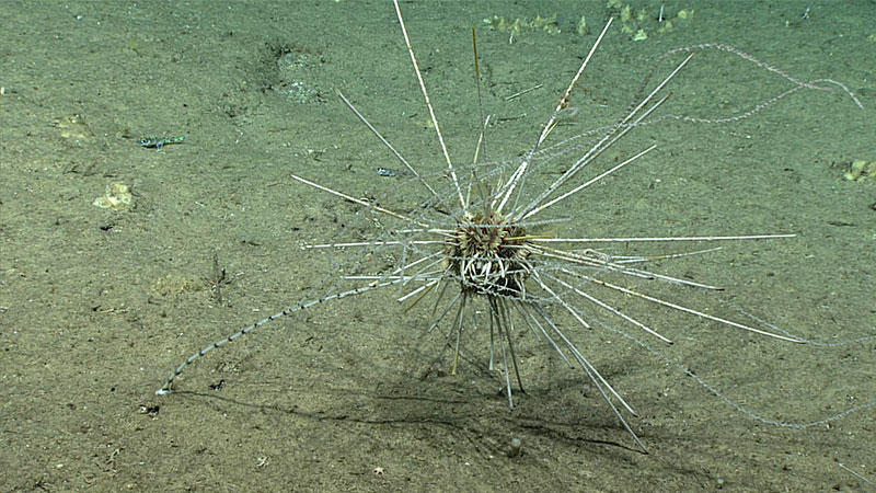 Histocidaris nuttingi sea urchin eating a bamboo coral. Besides this predatory behavior, we also saw another species of sea urchin (Cidaris rugosa) feeding on  a crinoid during this dive.