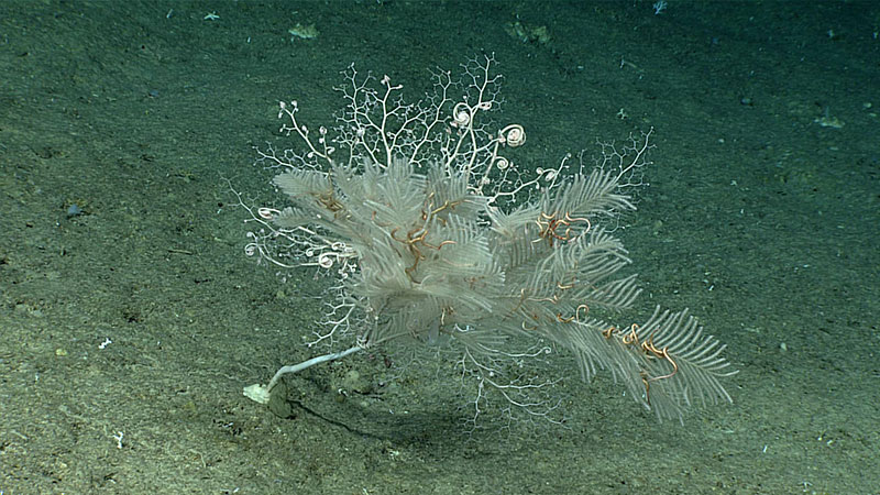 Callogorgia sp. sea fan with numerous commensal brittle stars and basket stars perched on its branches.