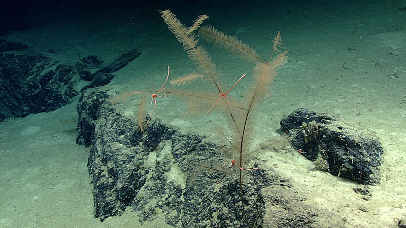 Black coral (possibly Trissopathes sp.) colony with several commensal squat lobster perched upon its branches.