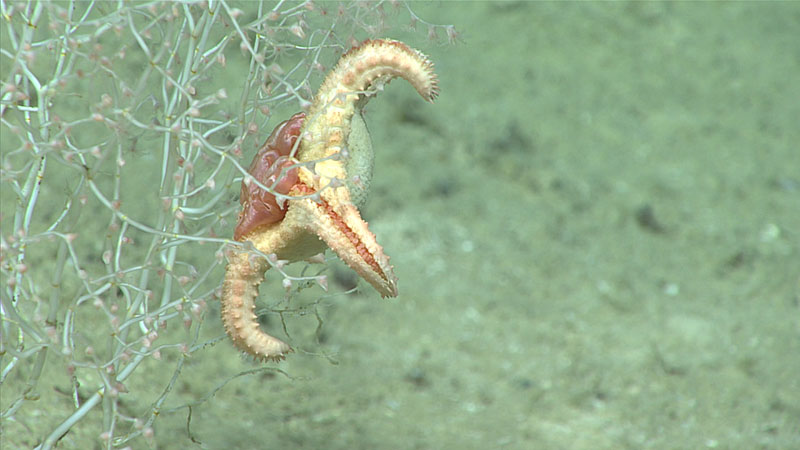 Goniasterid sea stars were seen grazing on at least two bamboo coral colonies during Dive 17.