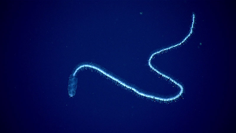 Siphonophore observed during the midwater portion of Dive 17.