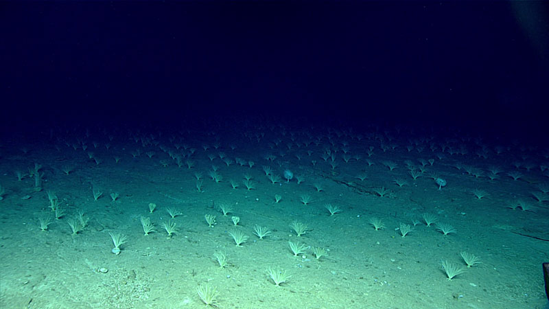 Observamos a grandes agregaciones de crinoideos en la cima de la cresta durante esta inmersión.