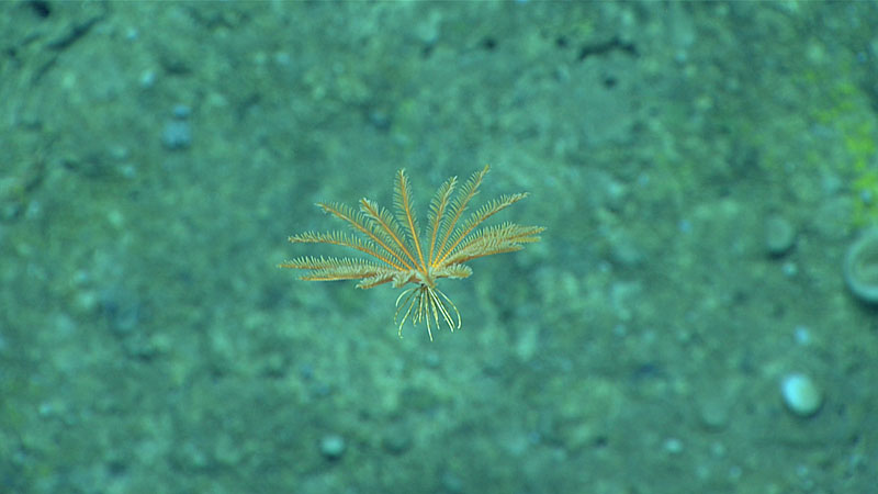 Crinoideo Stylmetra spinifera nadando en la columna de agua. 