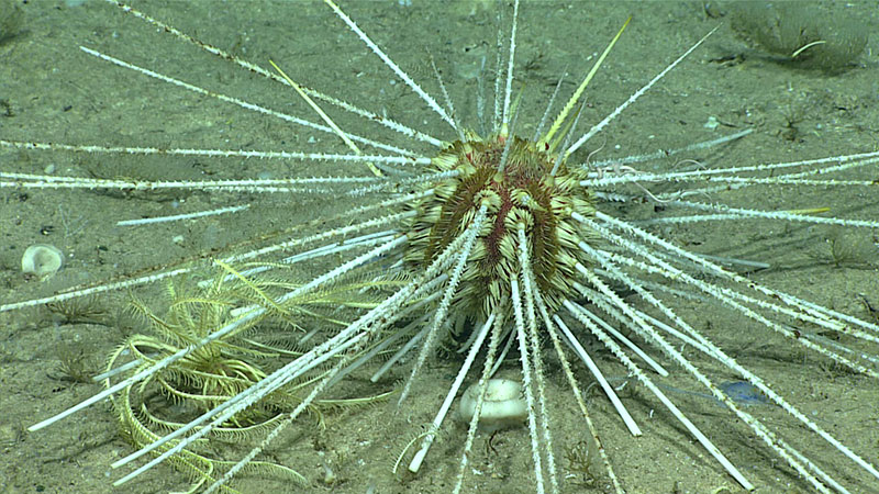 Erizo de mar Histocidaris sp. depredando a un crinoideo (Crinometra sp.).