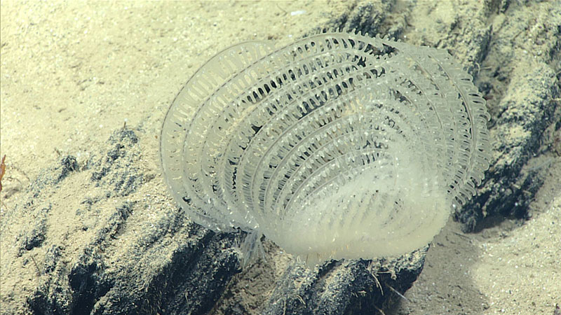 El coral negro Abyssopathes cf. lyra fue uno de sólo dos especies de coral vistas en esta inmersión. El género Abyssopathes es uno de los corales negros más profundos.