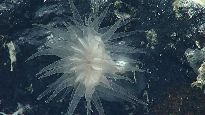 Coral de copa, posiblemente del género Javania. Corales de copa son corales solitarios duros que son muy poco estudiados.