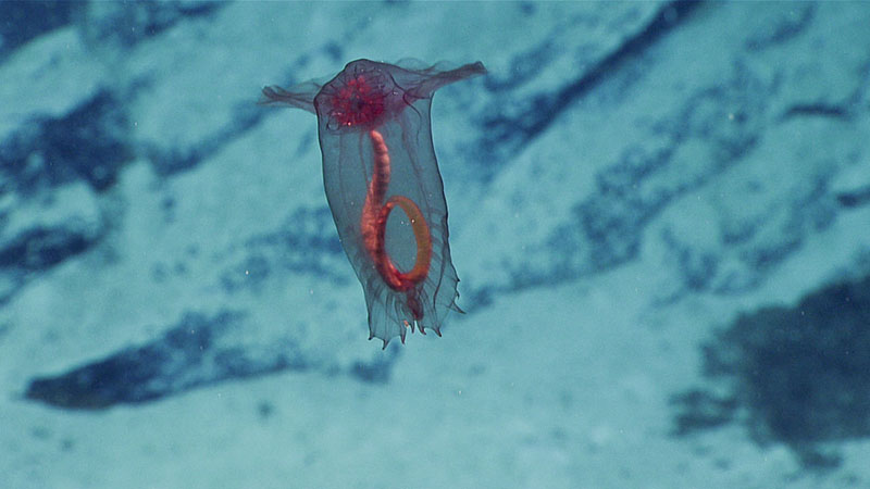 Sea cucumber (possibly Enypniastes sp.) swimming through the water column.