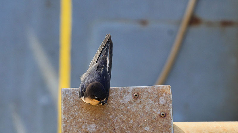 Esta golondrina aterrizó en la embarcación NOAA Okeanos Explorer para observar la recuperación del ROV después de la última inmersión de la expedición. Este fue un momento simbólico, ya que en la cultura náutica una golondrina simboliza 5,000 millas navegadas.