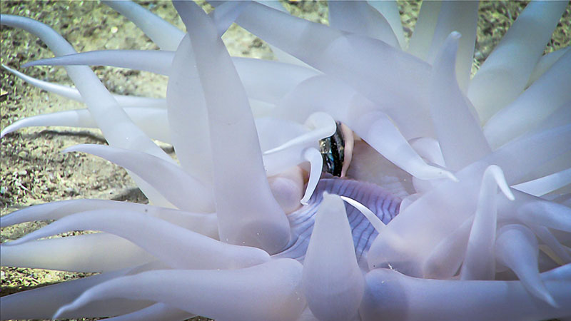 This deep-sea anemone was filmed in the process of eating a small midwater fish, a valuable observation since very little is known about the basic biology and ecology of most deepwater species.