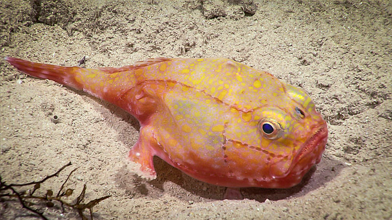 Este pez sapo (Chaunax sp.) es un depredador de emboscadas que espera en el lecho marino hasta que pase su presa para abrir su boca y succionar su comida. Los peces sapo usan aletas modificadas para caminar a lo largo del fondo marino, pero también pueden nadar con su aleta caudal.