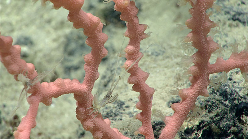 Isopods, likely of the family Arcturidae, were observed on the bubblegum coral at a depth of about 1,950 meters.