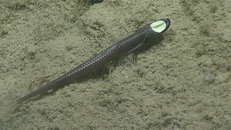 The tripod fish Ipnops murrayi was only one of two species of fish observed during the dive. The prominent eyes of this species have been hypothesized to produce light. However, during an earlier Okeanos Explorer expedition to the Gulf of Mexico this year, D2’s lights were turned off to see if its eyespots exhibited bioluminescence and they did not.