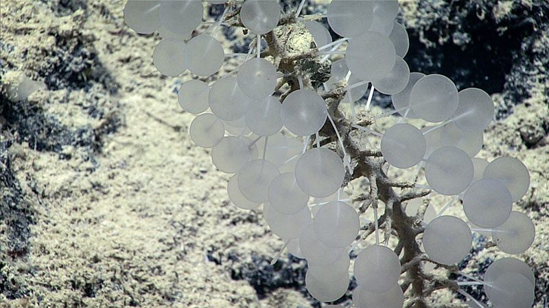 Una esponja carnívora (Chondrocladia sp.) filmada hacia el final de la inmersión.