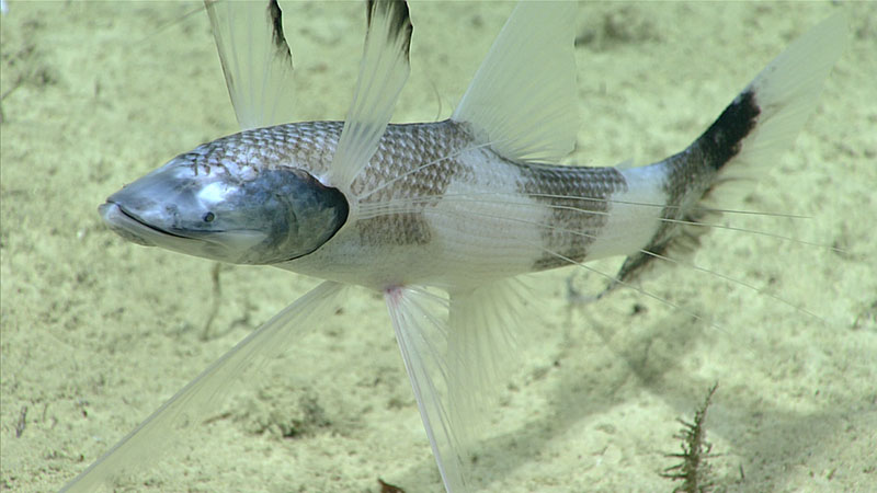 Pez trípode Bathypterois viridensis observado durante la inmersión.