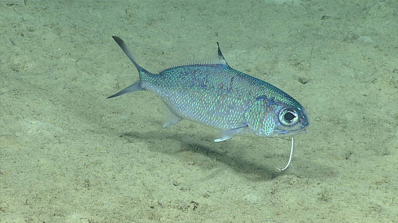 Pescado barbudo Polymixia sp. filmado sobre terreno plano sedimentado durante la inmersión.