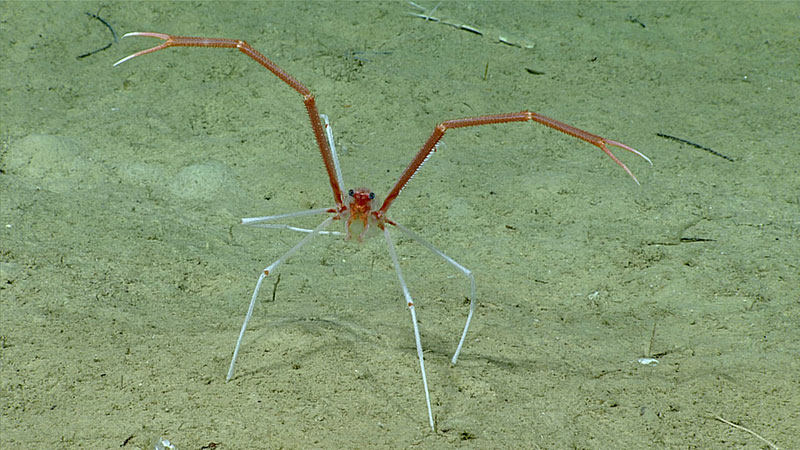 Squat lobster with drawn pincers, also known as chelae, seen during Dive 6.