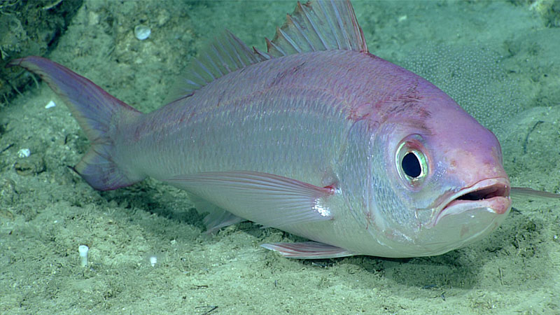 Several queen snappers (Etelis oculatus) were seen during Dive 7, including one individual recorded at a depth of 539 meters, thus extending the previous depth record (450 meters) of this species by a substantial margin. Queen snapper is an important fishery species throughout the Caribbean.